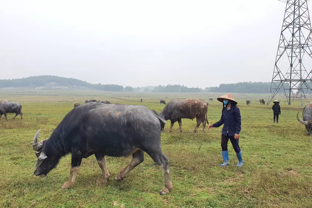 Thức ăn nuôi trâu, bò đạt chất lượng cao