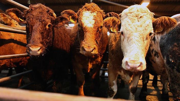 Quy trình giết mổ nhân đạo