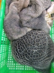 Sách đen, trắng