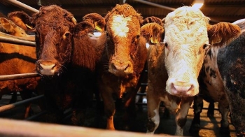 Quy trình giết mổ nhân đạo